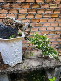 Linh sam trắng phớt hồng rin già...