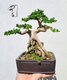 Bonsai mini