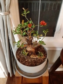 Lotus ixora bonsai with flowers in Canada