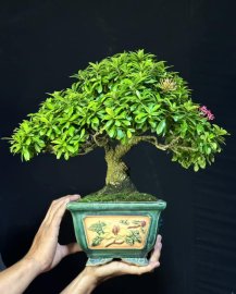 Trang tím sen bonsai 10 năm chậu