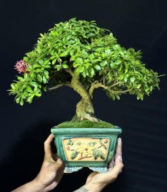 Trang tím sen bonsai 10 năm chậu