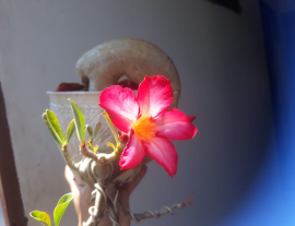 Desert rose