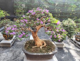 Vietnamese blue bell tree with flowers