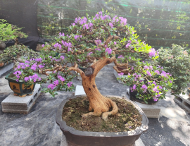 Vietnamese blue bell tree with flowers