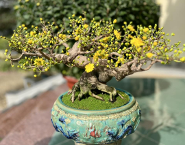 Yellow apricot bonsai tree