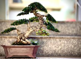 Antidesma acidum bonsai tree