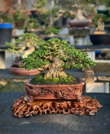 Premna bonsai tree