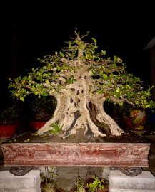 Ficus superba tree