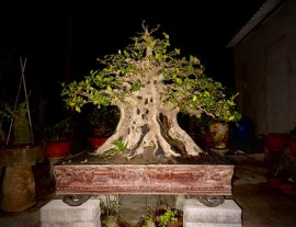 Ficus superba tree