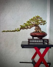 Antidesma acidum bonsai tree