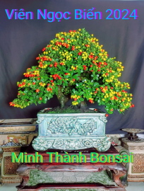 Scopolia nana bonsai tree