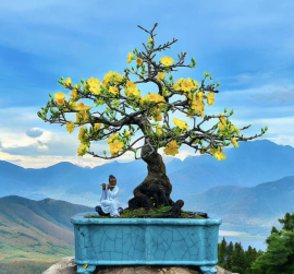 Yellow apricot bonsai tree