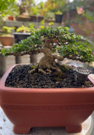 Premna mini tree