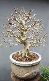 Ficus racemosa tree