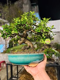 Hải châu quái quái mini