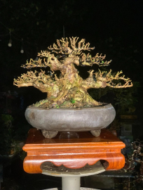 Antidesma acidum bonsai tree