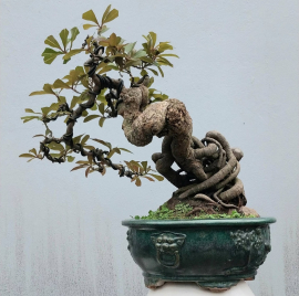 Lộc vừng bonsai