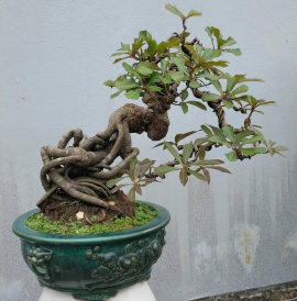 Lộc vừng bonsai