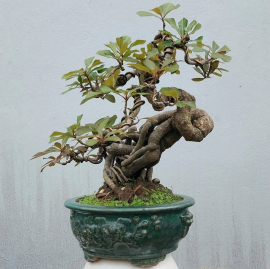 Lộc vừng bonsai