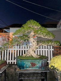 Orange jasmine bonsai tree