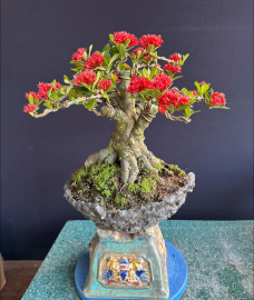 Lotus ixora trees with flowers