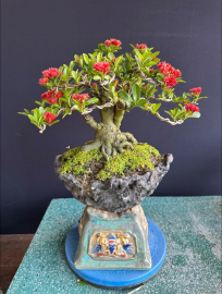 Lotus ixora trees with flowers