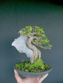 Water Jasmine tree with rock