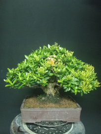 Yellow Ixora tree with flowers