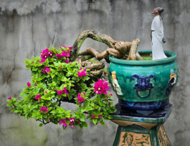 Bougainvillea tree is blooming