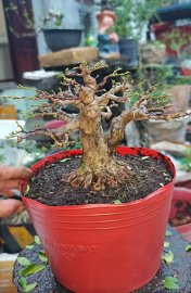 Water Jasmine tree