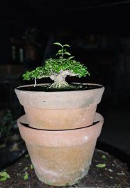 Water Jasmine mini tree 5cm