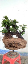 Cây cẩm thị sống khỏe