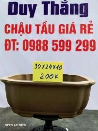 Chậu tàu giá rẻ từ 200k đến 250k