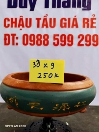 Chậu tàu giá rẻ từ 200k đến 250k