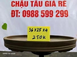 Chậu tàu giá rẻ từ 200k đến 250k