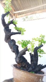 Cẩm thị cây quái