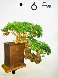 Cây cảnh-Bonsai của người Việt (P1)