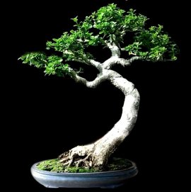 E vẫn nhận làm đemo cây để tăng thêm giá trị cây