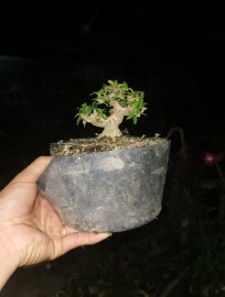 Mai chiếu thủy: tín đồ siêu mini đâu hết rồi ta