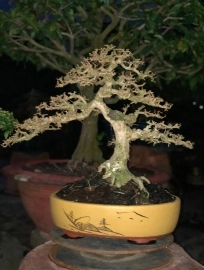 Bonsai vườn nhà