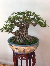 MAI CHIẾU THUỶ NU DA ĐEN