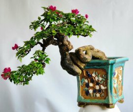 Cây hoa giấy bonsai cây siêu già thân duyên