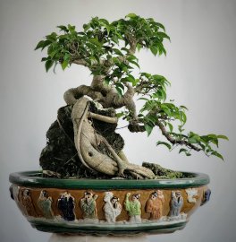 Cây sanh bonsai mini bàn trà ôm đá, già cây tay cành liền lạc