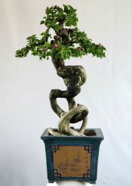 Cây hoa giấy cây già dáng đẹp siêng hoa