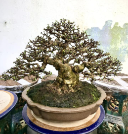 Mai chiếu thủy