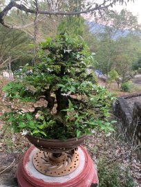 Núi rừng Tây nguyên