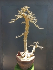 Cây san sản bonsai đẹp