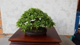 Mai chiếu thủy mini