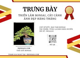 Tùng la hán dán huyền, cây liền đặc cốt đế nở 24h