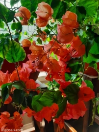 Bougainvillea bonsai trained 6 years in the pot